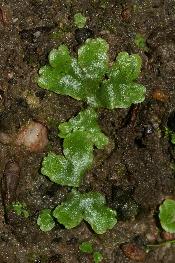 Lunularia cruciata